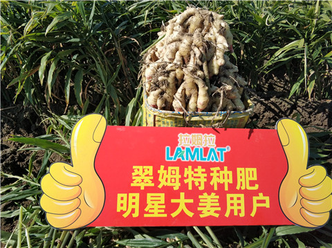 微生物菌劑，拉姆拉