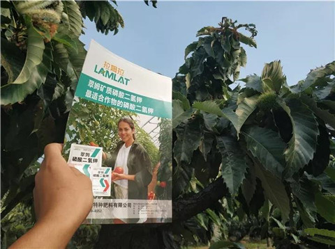 葉面肥，硼肥，磷酸二氫鉀