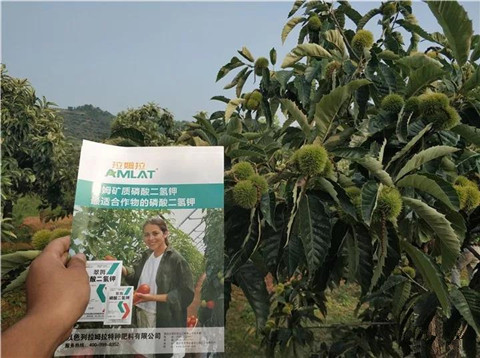 葉面肥，硼肥，磷酸二氫鉀