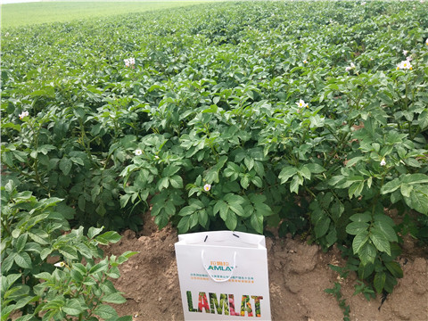 沖施肥，水溶肥，伯示麥