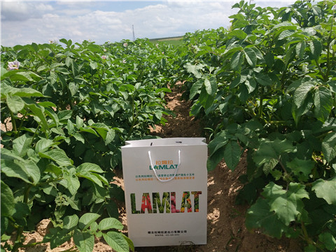 沖施肥，水溶肥，伯示麥