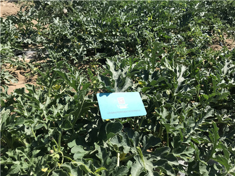 微生物菌劑，磷酸二氫鉀