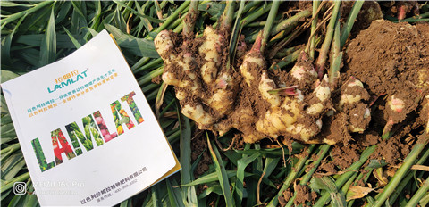 水溶肥，大姜，拉姆拉