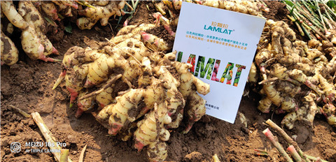 水溶肥，大姜，拉姆拉