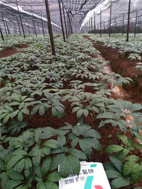 磷酸二氫鉀，安碧解，