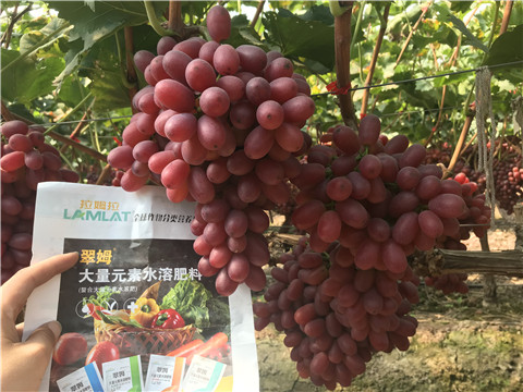 水溶肥，拉姆拉