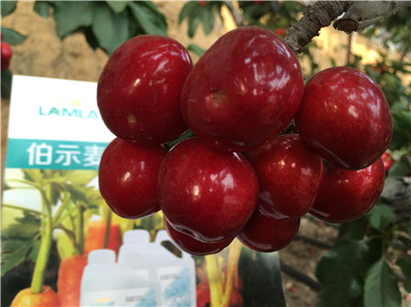 生根劑，微生物菌劑，拉姆拉，伯示麥