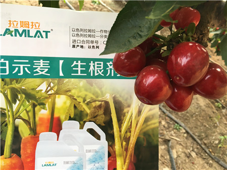 生根劑，微生物菌劑，拉姆拉，伯示麥