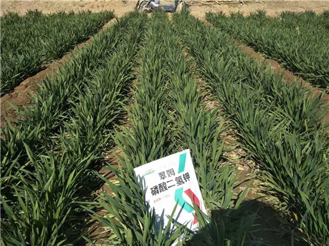 磷酸二氫鉀，葉面肥，拉姆拉