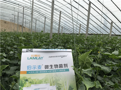 微生物菌劑，生根劑，拉姆拉
