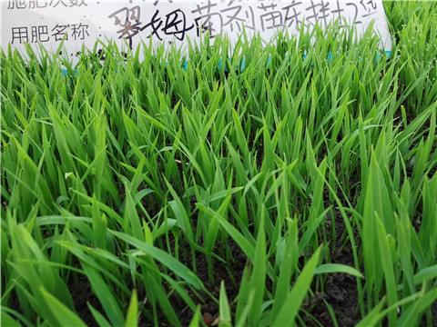 微生物菌劑，拉姆拉