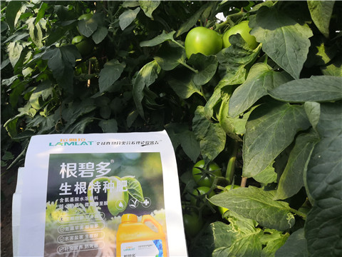 根碧多，拉姆拉