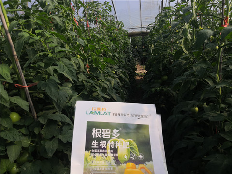 根碧多，拉姆拉