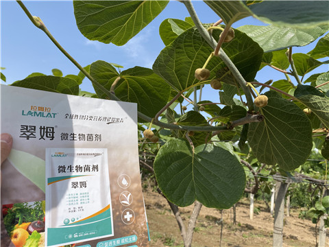 微生物菌劑，拉姆拉