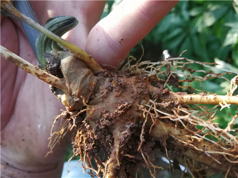 微生物菌劑，翠姆，拉姆拉