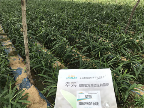 微生物菌劑，翠姆，拉姆拉