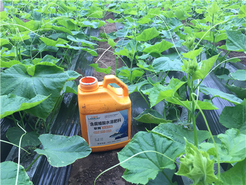 生根劑，魚(yú)蛋白水溶肥，拉姆拉