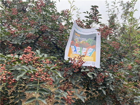 花椒種植，大量元素水溶肥，翠姆