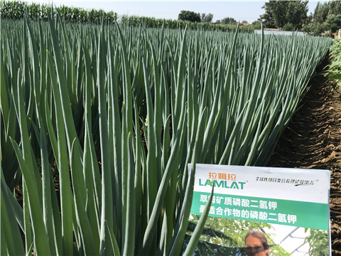 進(jìn)口水溶肥品牌，拉姆拉，翠姆