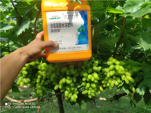 進口水溶肥，拉姆拉