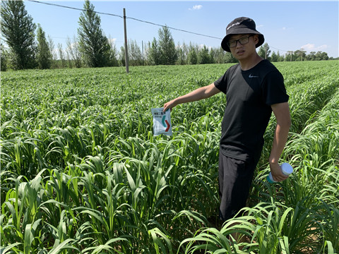磷酸二氫鉀，拉姆拉，翠姆