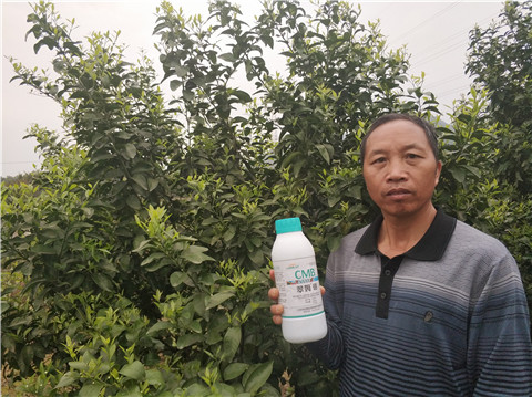 硼肥，拉姆拉，翠姆