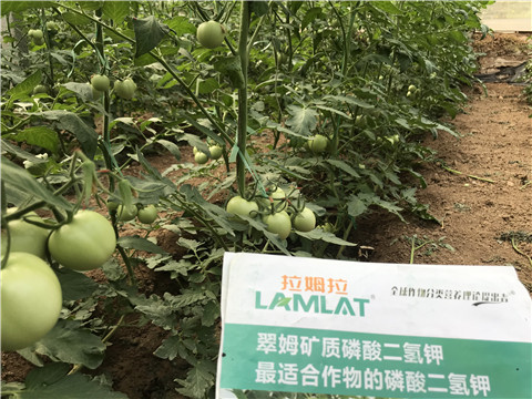 進(jìn)口水溶肥，拉姆拉，翠姆