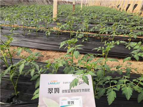 水溶肥，拉姆拉，翠姆