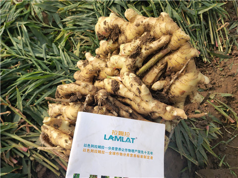 水溶肥，拉姆拉，翠姆