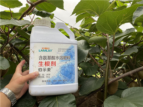 水溶肥，生根劑，微生物菌劑，伯示麥，拉姆拉