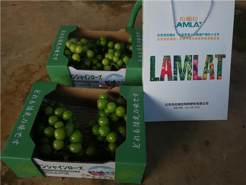 陽(yáng)光玫瑰,拉姆拉,水溶肥