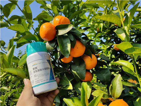 葉面肥，拉姆拉，翠姆