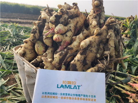 進(jìn)口水溶肥，拉姆拉，翠姆