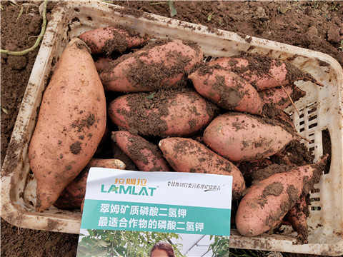 進(jìn)口水溶肥，拉姆拉，翠姆