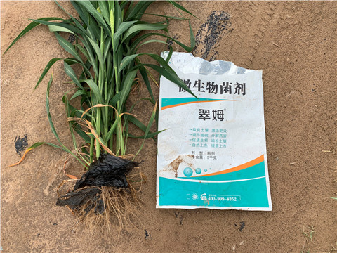 微生物菌劑，拉姆拉，翠姆