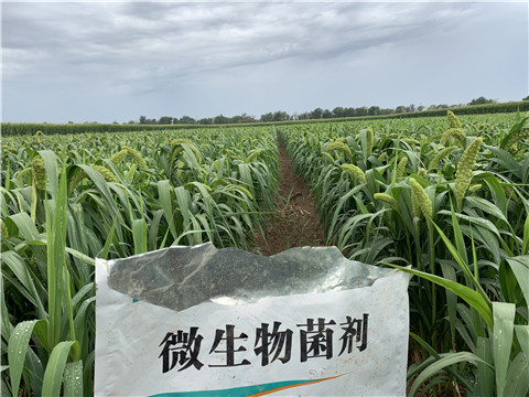 微生物菌劑，拉姆拉，翠姆