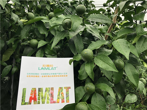 水溶肥，拉姆拉，翠姆