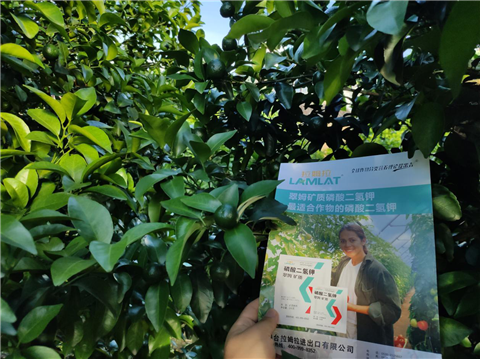 水溶肥，拉姆拉，翠姆