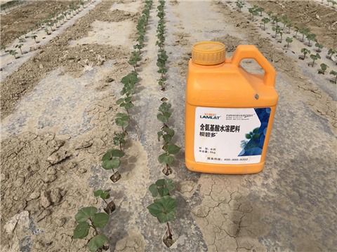 水溶肥，拉姆拉，翠姆