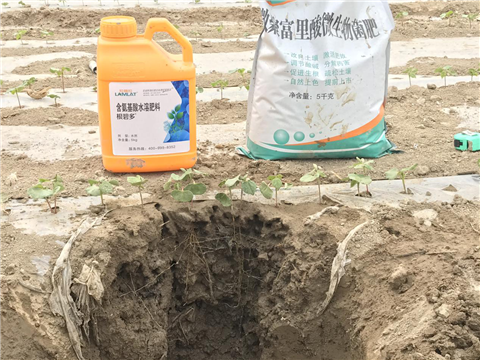 水溶肥，拉姆拉，翠姆