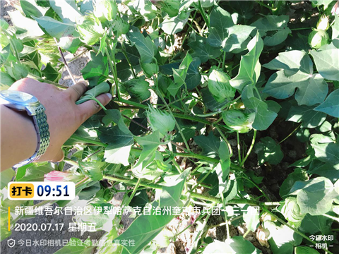 水溶肥，拉姆拉，翠姆