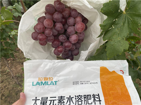 大量元素水溶肥，拉姆拉，翠姆