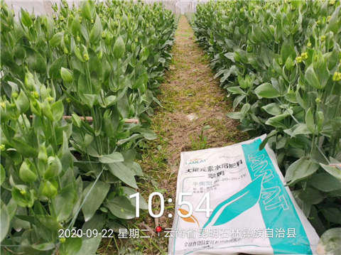 大量元素水溶肥，拉姆拉，翠姆