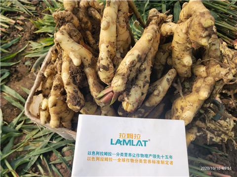 水溶肥，拉姆拉，翠姆