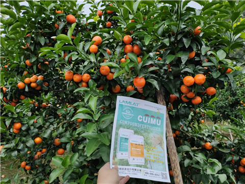 顆粒水溶肥，拉姆拉，翠姆