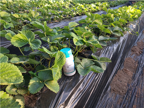 葉面肥，拉姆拉，翠姆