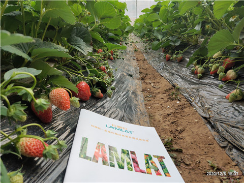 葉面肥，拉姆拉，翠姆