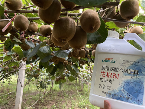 進(jìn)口水溶肥，拉姆拉，伯示麥