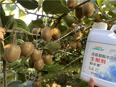 進(jìn)口水溶肥，拉姆拉，伯示麥