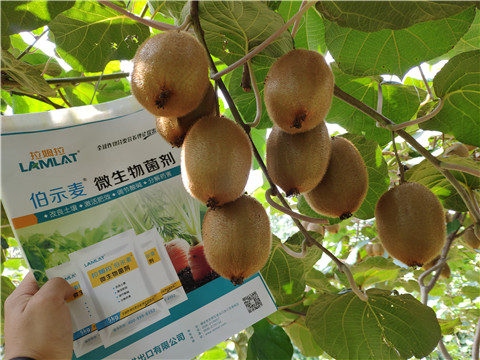 進(jìn)口水溶肥，拉姆拉，伯示麥